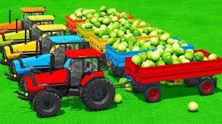 Veggie Harvest Adventure