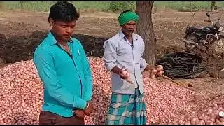 Modicare Agriculture Product Use Onion vegetable result review