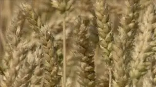 Japan Bans U.S. Wheat Imports, and More