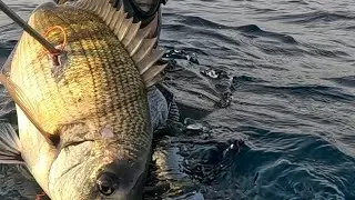 AGGUATO AI SARAGHI🌊💨