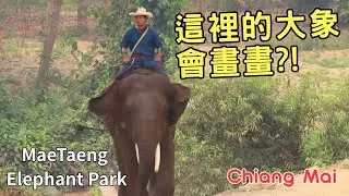 泰國清邁旅遊．大象會畫畫！湄登大象學校超萌互動【2025 Apr.清邁之旅】Thailand--EP 1
