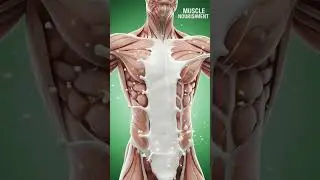 #shortsfeed #digestiveprocess #milk #health #healthylifestyle #digestiveprocess