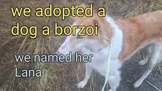 We adopted a rescued dog. Now we are walking during an drone/shahed attack..