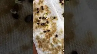 🍉Germinating Watermelon Seeds Pt.2🍉 Stay tuned for pt. 3 #growingfruit #watermelon #garden #diy