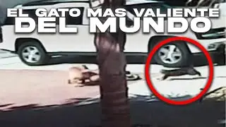 Valiente Gato Salva a Un Ni&ntilde;o De Un Perro y Recibe Una Medalla De Honor