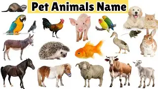 Pet Animals for kids | Animals For kids | Learn Animals names #petanimals