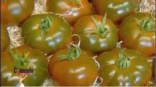 Tomate Ibériko. Níjar, Almería