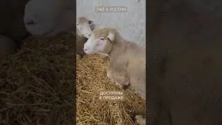 Бараны Дорсет Полл в России! #овцеводство #скотизевропы