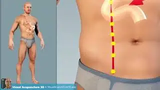 Stomach meridian - animation
