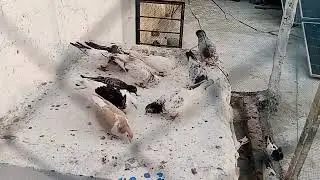 Pigeon 🐦 trading funny videos 😂📸 || 😄 viral 😛 video 📸#hishamamraiz #pigeon #kabootarba #birds 