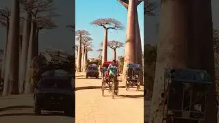 In search of love in #Madagascar 😍 Baoba tree love #travel #love #madagascar #baobab