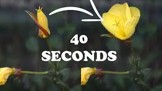 Flower that opens in SECONDS - Oenothera biennis