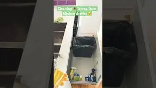 Fly larvae- Cleaning up a kitchen bin drawer 🪰