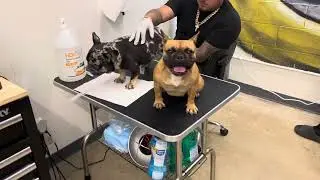 TCI Breeding Mini Exotic French Bulldogs