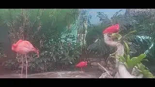 Flamingo Family 