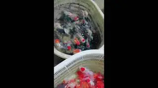 Support fast hand to spread positive energy Ornamental fish 金鱼  Search Master Goldfish Live 1