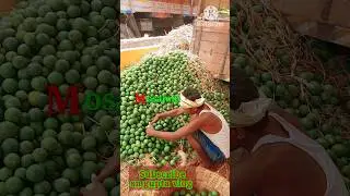 Mosambi Market Today 🍊 price | Patna fal Mandi Mosambi #shorts #viral #short