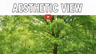  Green Therapy: Pure Tree Views ✨ #nature #trees #greenery #peace #naturephotography #reels #forest 