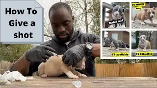 How to Safely Adminster Puppy Vaccines! (Puppies Available)