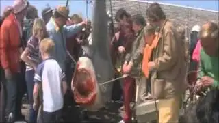 Jaws TV show Theme