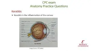 "Keratitis: Corneal Inflammation #Medical Coding Shorts #MedicalCoding #EyeHealth #Anatomy"