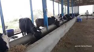 Cow farming ideas