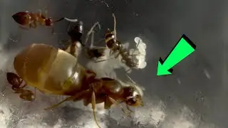 Starting a NEW Black Garden Ant COLONY (birth of an empire).