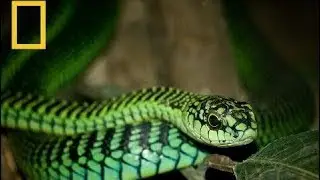 National Geographic Documentary Wild Year Of Snake Special Venom Victims Nat Geo Wild