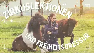 SHETTY POWER | Zirkuslektionen und Freiheitsdressur
