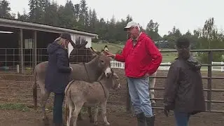The therapy and bromance of the Oregon City donkeys