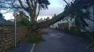 Storm Goretti - large tree falls on house in Goldsithney, Cornwall UK. 9th Jan 2026 15:35