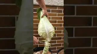 Growing Pointy Cabbage from Seed to Harvest in Containers