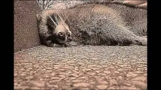 On the Raccoons' Sudden Lapse of Judgment (a sonnet)