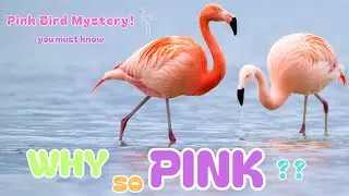 Flamingos: Why Are They Pink and Stand on One Leg? 🦩 Fun Science & Animal Facts