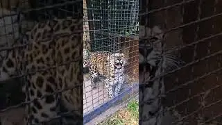 Кошачье семейство Леопард.
