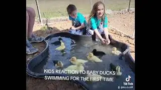 kids reaction to baby ducks swimming for the first time