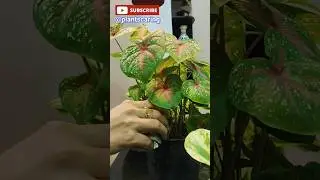 🌱 ऐसे करें कैलेडियम प्लांट की देखभाल । Caladium Plant Care Tips | 🌿 #gardeningtips #indoorplants