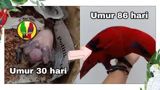 Take care of baby's Red Lory step by step until flaying. ETbf