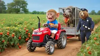 🐒🚜 Baby Monkey Zio Drives a Tractor to Help the Police Catch the Tomato Thief 👮🍅 | ZIO&rsquo;S LIFE