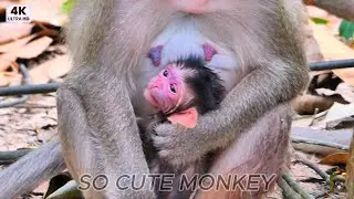 Newborn SO CUTE MONKEY...!