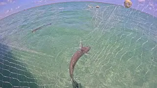 CARDUME DE TAINHA NAS PISCINAS NATURAIS ! 