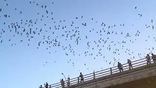 Buffalo Bayou Bat Bridge Kayak Tour