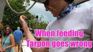 Tarpon feeding gone wrong