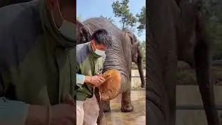 Elephant foot cleaning process