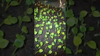 An update on growing hostas from seeds #gardening #garden #propagation #hosta #hostas
