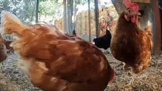 Backyard Chickens In The morning Relaxing Sounds Noises Hens Clucking Roosters Crowing!