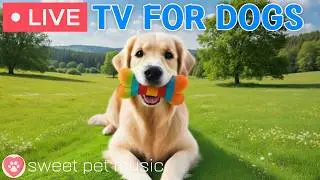 🔴24 Hours of Dog TV🎵🐶Calming Music for Dog Sleep🐶💕Soothing Dog Music for Stress and Anxiety Relief