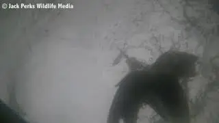 Kingfisher Dive Underwater