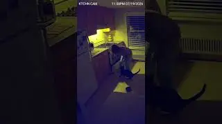 Kitchen Camera Catches Cat Detecting Gas Leak at Midnight 😱 #shorts