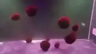 Evil Marimo (Moss Ball) Dance